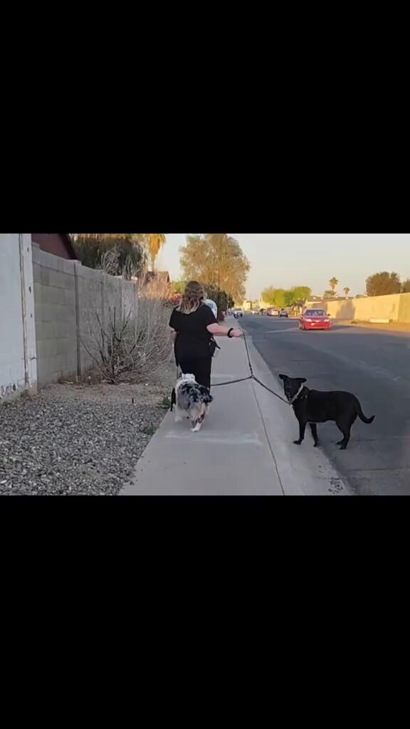 Dog Walking